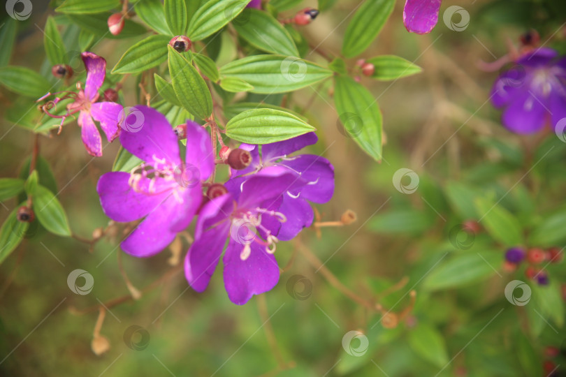 Скачать Фиолетовые экзотические цветы фотосток Ozero