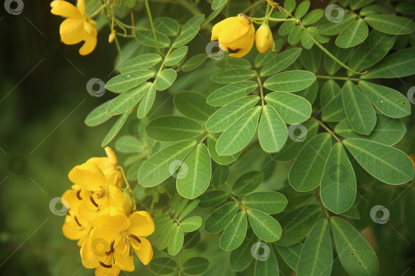 Скачать Желтые экзотические цветы фотосток Ozero