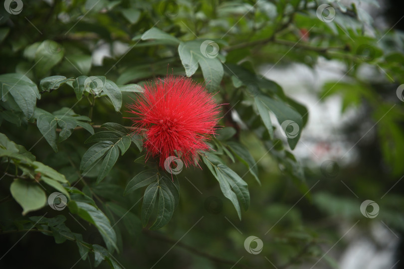 Скачать Красные экзотические красивые цветы фотосток Ozero