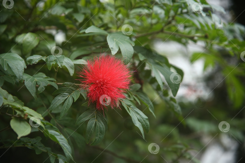 Скачать Красные экзотические красивые цветы фотосток Ozero