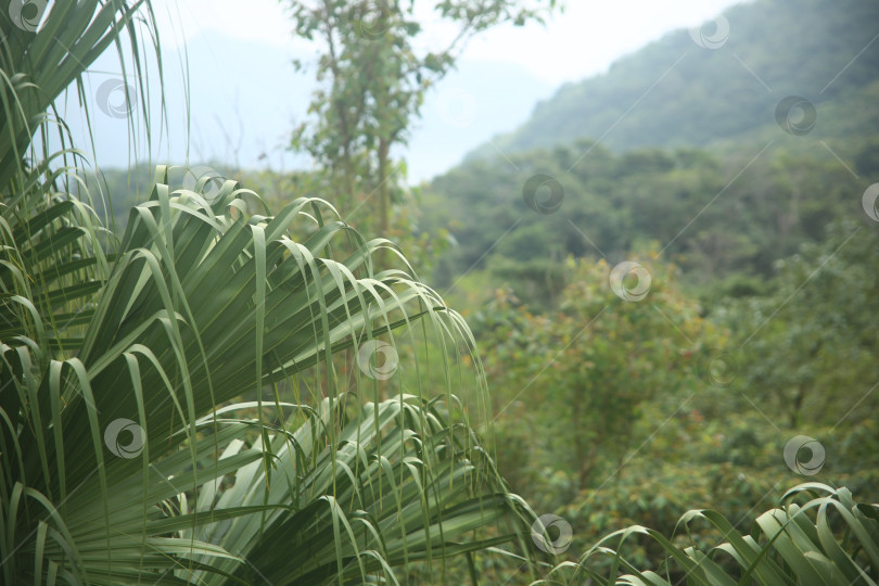 Скачать Кустарник с зелеными листьями фотосток Ozero