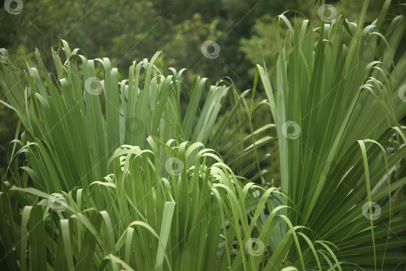 Скачать Кустарник с зелеными листьями фотосток Ozero