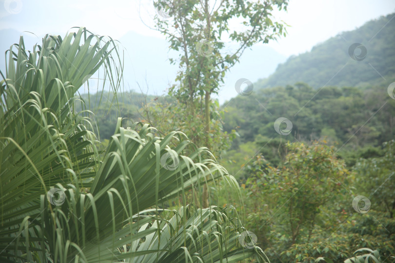 Скачать Пейзаж с деревьями и зеленым кустарником фотосток Ozero