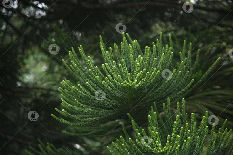 Скачать Кустарник с зелеными листочками фотосток Ozero