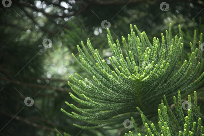 Скачать Кустарник экзотический с зелеными листьями фотосток Ozero