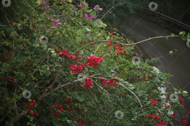 Скачать Цветы сиреневые и розовые красивые фотосток Ozero