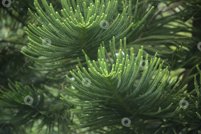 Скачать Кустарник экзотический с зеленым листьями фотосток Ozero