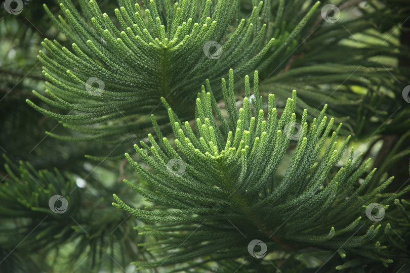 Скачать Кустарник экзотический зеленый фотосток Ozero