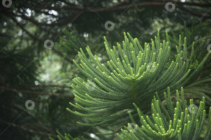 Скачать Кустарник экзотический на природе в поле фотосток Ozero