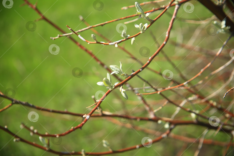 Скачать Ветка дерева с растением фотосток Ozero