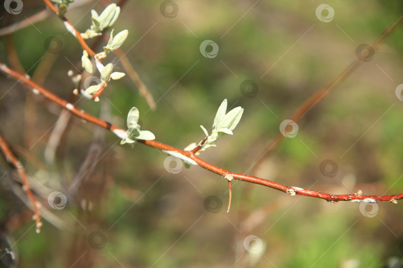 Скачать Ветка дерева с растением фотосток Ozero