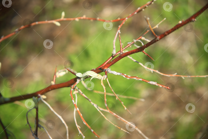 Скачать Ветка дерева с растением фотосток Ozero