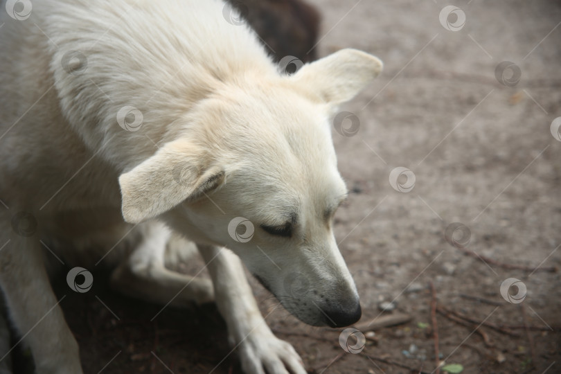Скачать Белая собака в деревне гуляет фотосток Ozero