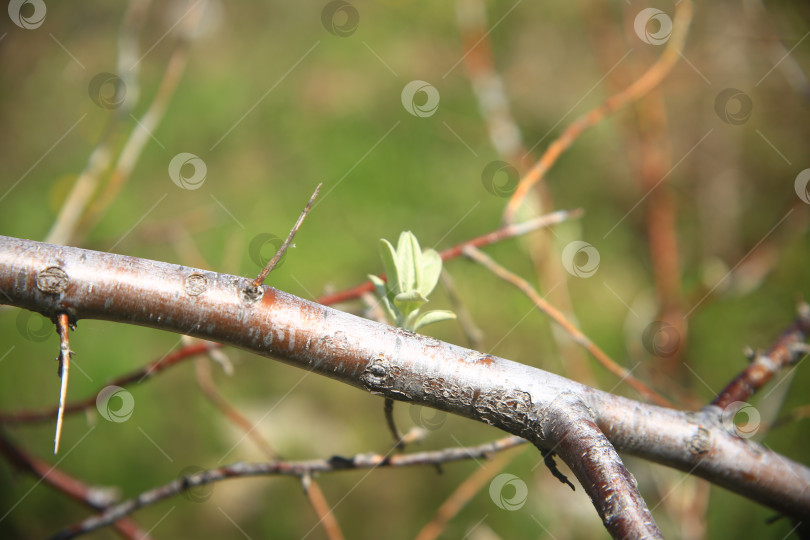 Скачать Ветка дерева с растением фотосток Ozero