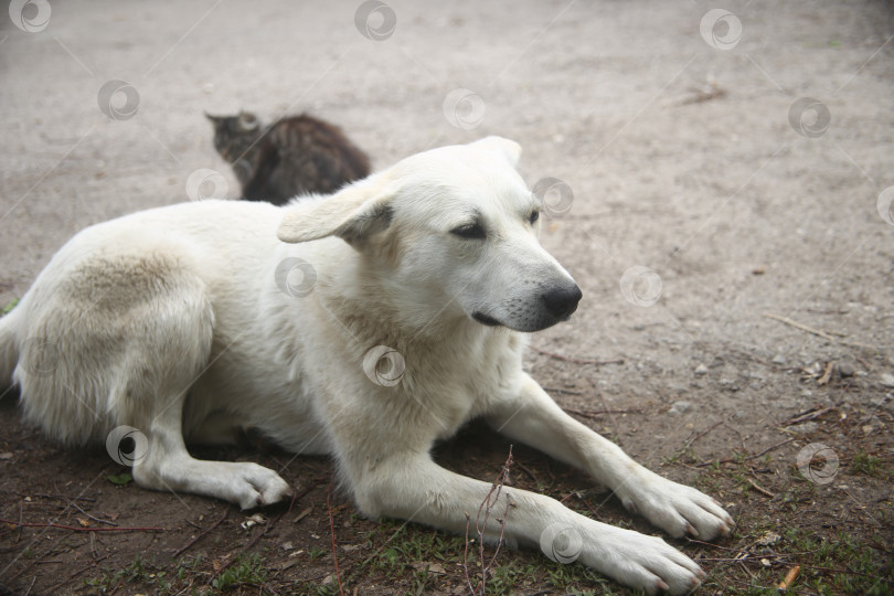 Скачать Собака сидит на улице фотосток Ozero