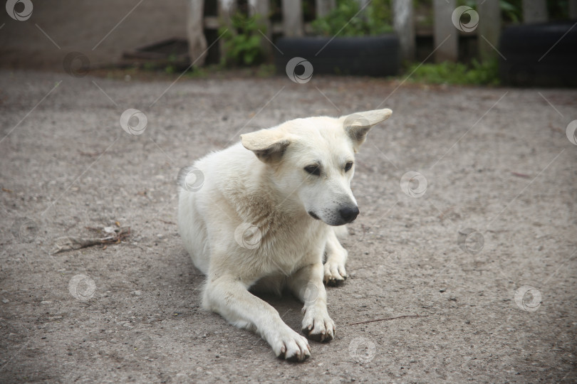 Скачать Собачка лежит на земле фотосток Ozero