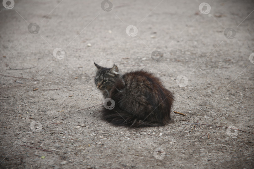 Скачать Кошка сидит на земле фотосток Ozero