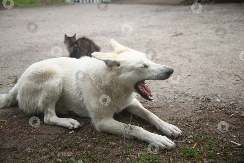 Скачать Собака сидит на земле фотосток Ozero