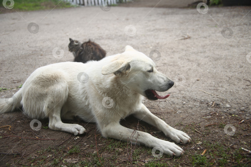 Скачать Белая собака сидит на земле фотосток Ozero