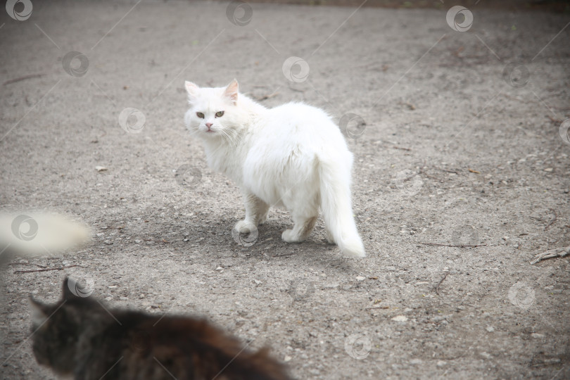 Скачать кошка сидит на земле улицы фотосток Ozero