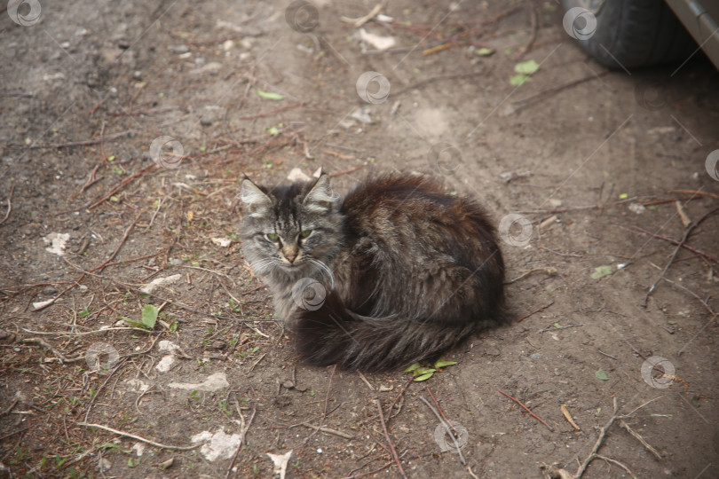 Скачать Кошка сидит на земле улицы фотосток Ozero
