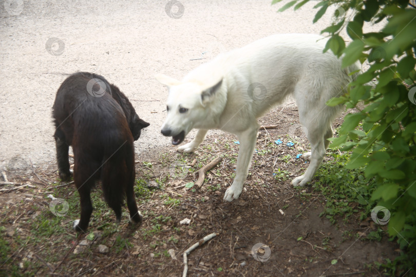 Скачать Белая собака гуляет на улице с котом фотосток Ozero