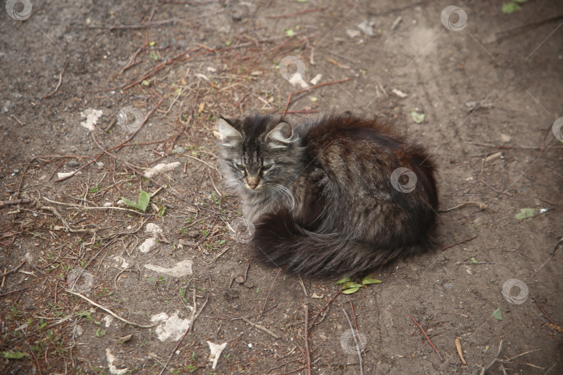 Скачать Серая кошка сидит на земле фотосток Ozero
