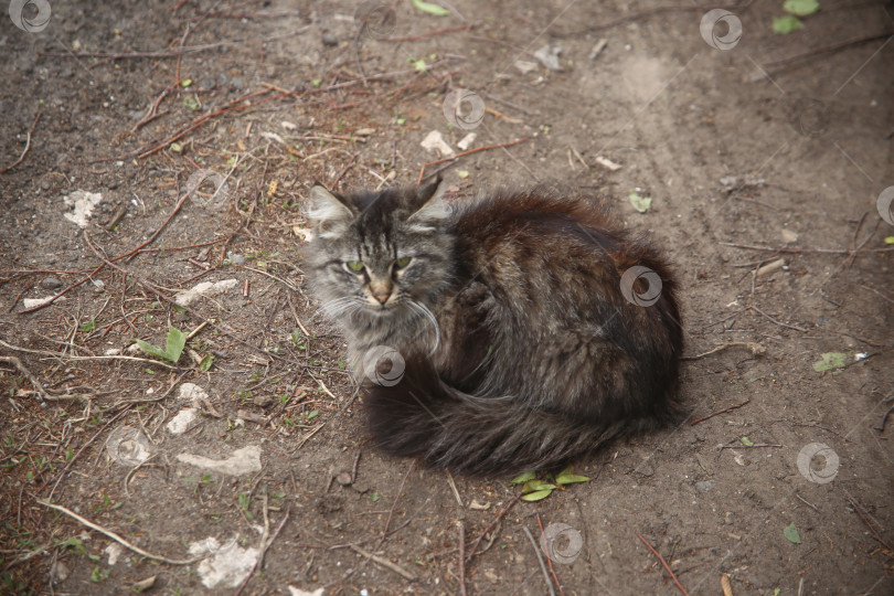 Скачать кошка сидит на земле фотосток Ozero