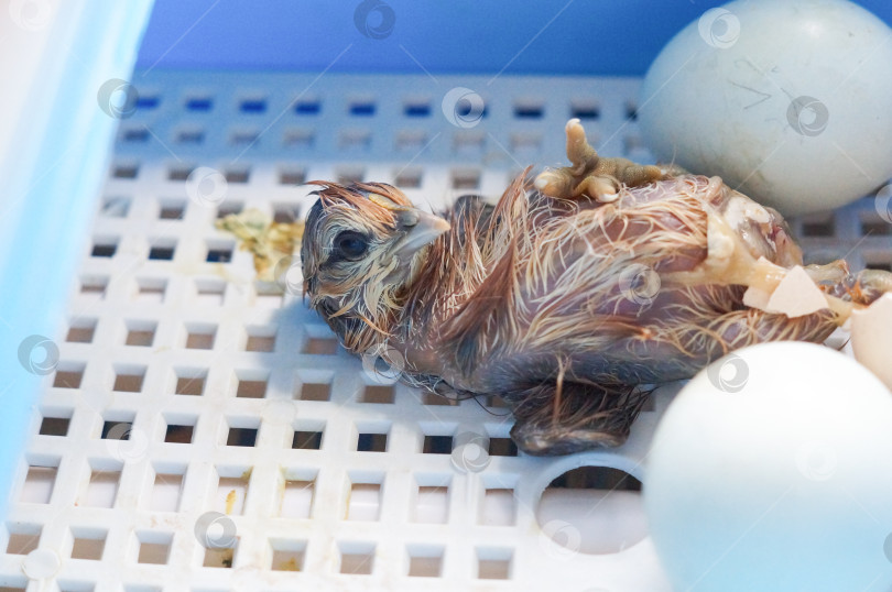 Скачать Цыплёнок вылупился из яйца фотосток Ozero