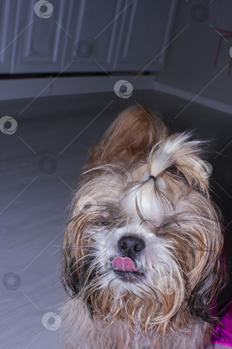 Скачать собака ши тцу фотосток Ozero