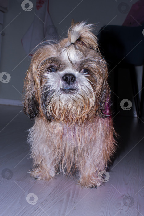 Скачать собака ши тцу фотосток Ozero