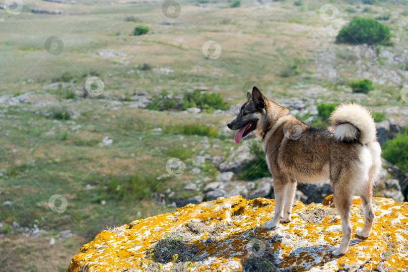Скачать Собака стоит на камне фотосток Ozero