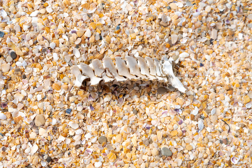 Скачать Скелет лежит на песке фотосток Ozero