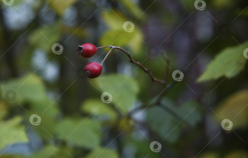 Скачать Ветка дерева с растением и ягодами фотосток Ozero