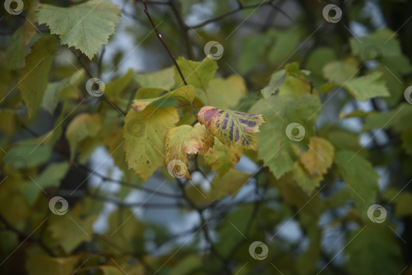 Скачать Ветка дерева с растением и листьями фотосток Ozero