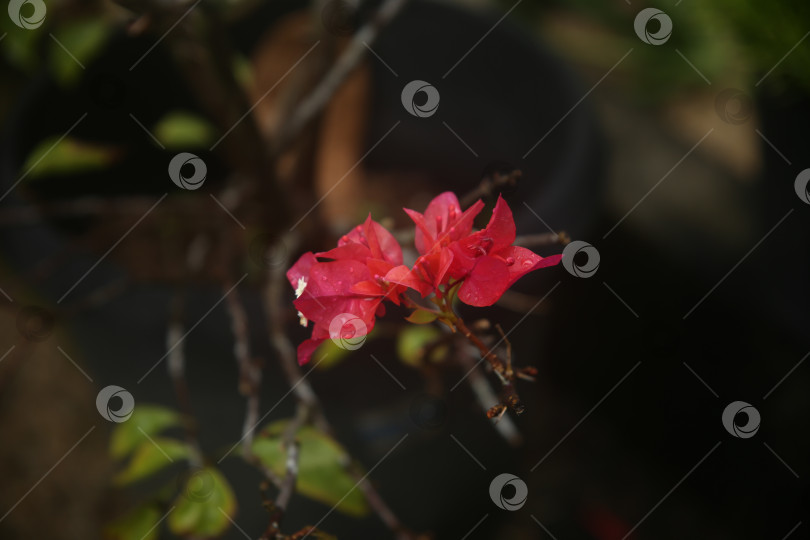 Скачать Бугенвиллея цветок розовый фотосток Ozero