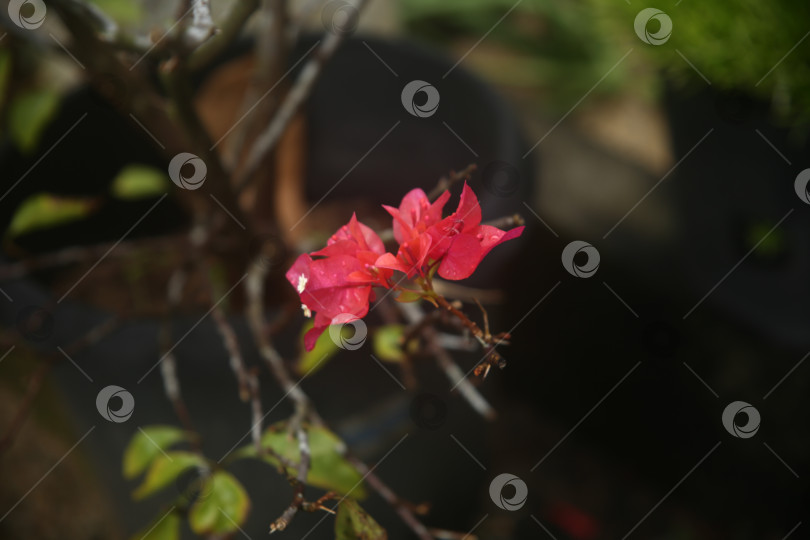 Скачать Бугенвиллея экзотические растения фотосток Ozero