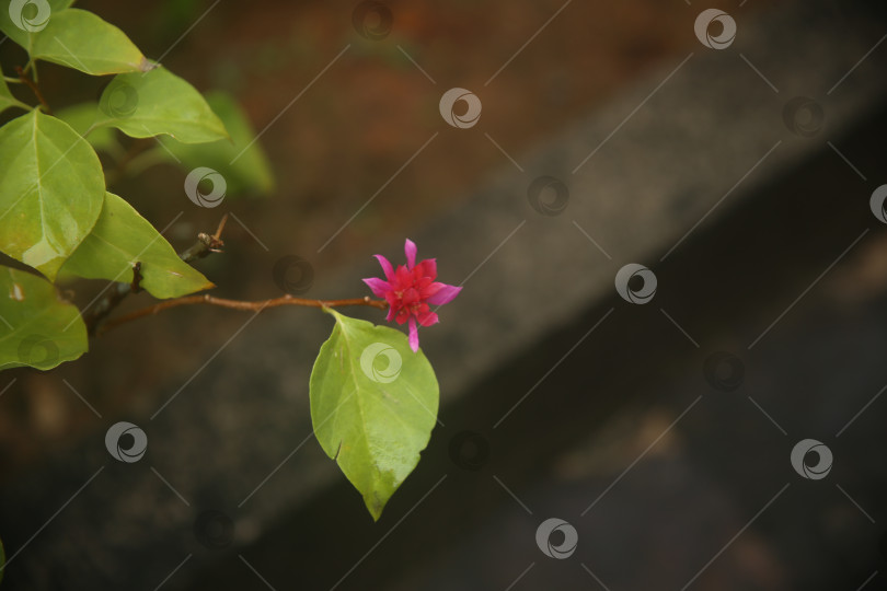 Скачать цветок красивый во дворе фотосток Ozero