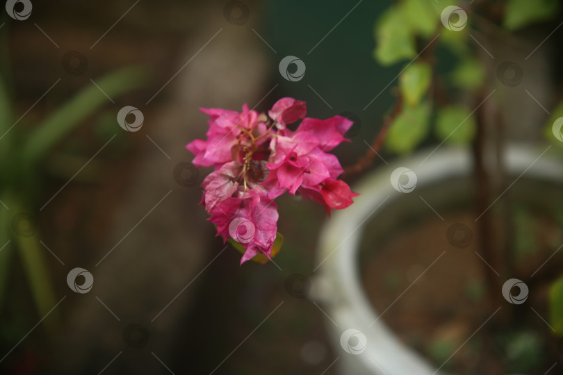 Скачать Бугенвиллея цветок розовый фотосток Ozero
