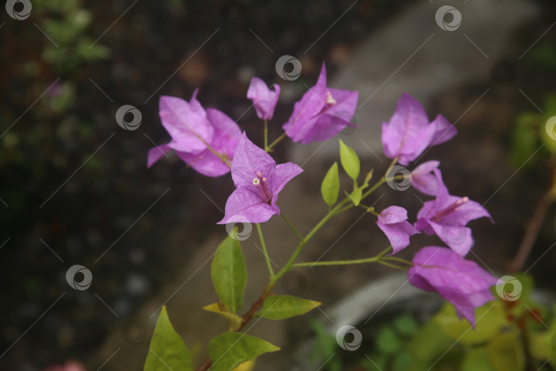 Скачать Бугенвиллея фиолетовая цветок фотосток Ozero