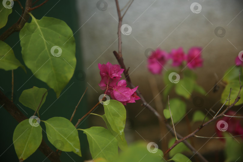 Скачать Бугенвиллея цветок розовый фотосток Ozero