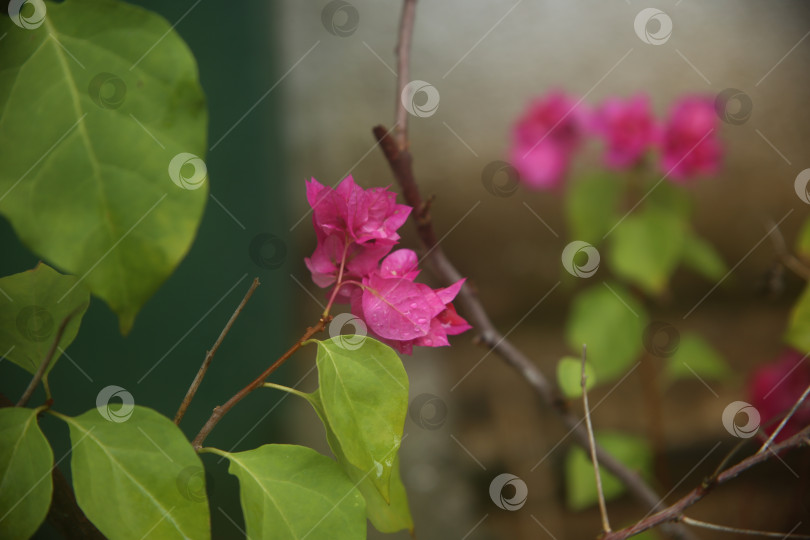 Скачать Бугенвиллея розовая цветок фотосток Ozero