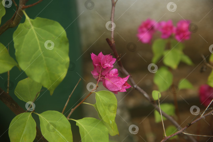 Скачать Бугенвиллея розовая цветок фотосток Ozero