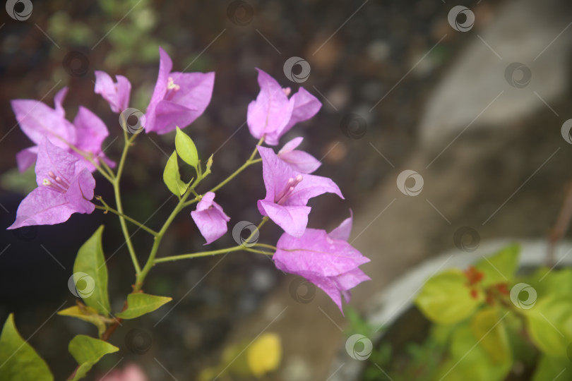 Скачать Бугенвиллея фиолетовая фотосток Ozero