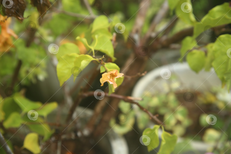 Скачать Бугенвиллея желтая цветок фотосток Ozero