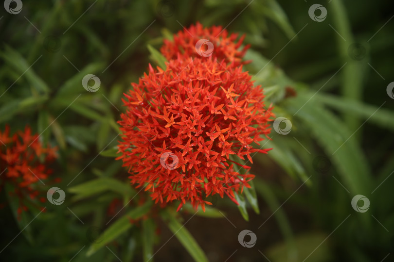 Скачать Красные экзотические цветы фотосток Ozero