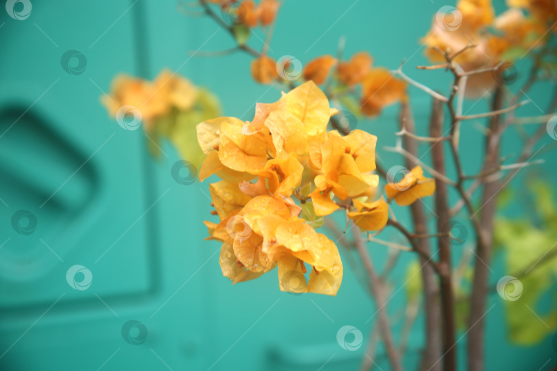 Скачать Бугенвиллея желтая цветы фотосток Ozero