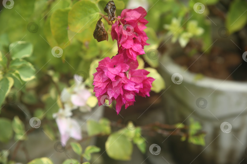Скачать Цветки бугенвиллея розовые фотосток Ozero
