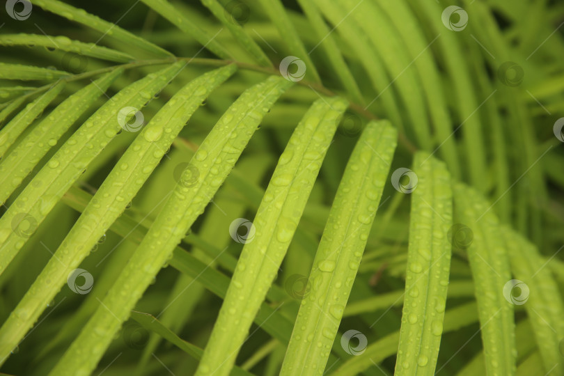 Скачать Кустарник экзотический с зелеными листьями фотосток Ozero