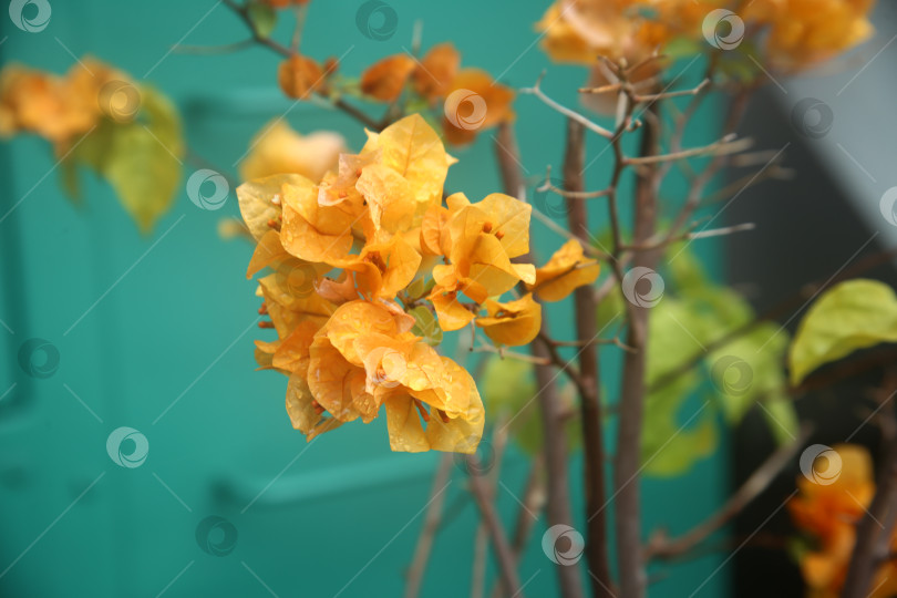 Скачать Бугенвиллея желтая красивый цветок фотосток Ozero